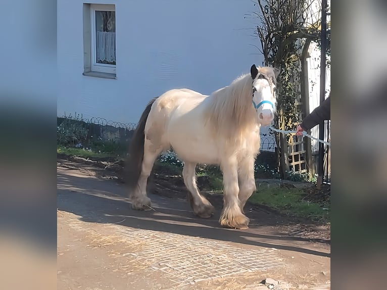 Cob Irlandese / Tinker / Gypsy Vanner Giumenta 7 Anni 135 cm Pezzato in Lage