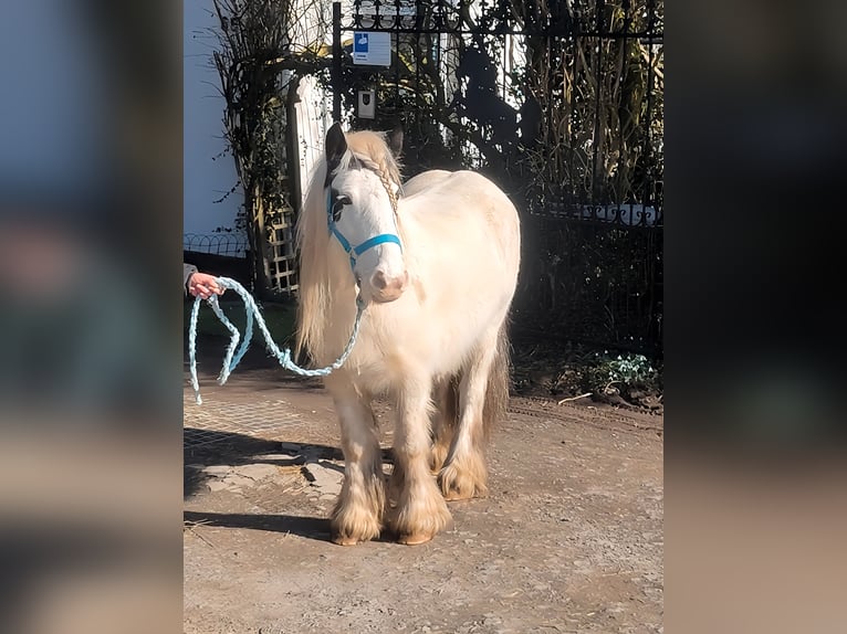 Cob Irlandese / Tinker / Gypsy Vanner Giumenta 7 Anni 135 cm Pezzato in Lage