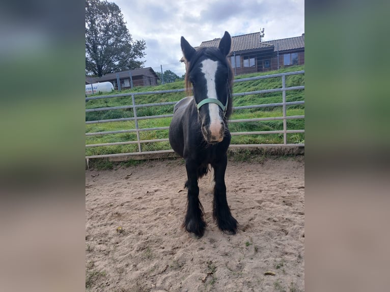 Cob Irlandese / Tinker / Gypsy Vanner Giumenta 7 Anni 136 cm Morello in Klecza  Wlen