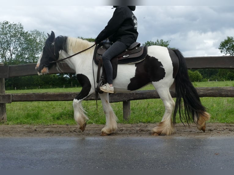 Cob Irlandese / Tinker / Gypsy Vanner Giumenta 7 Anni 136 cm Pezzato in Lathen