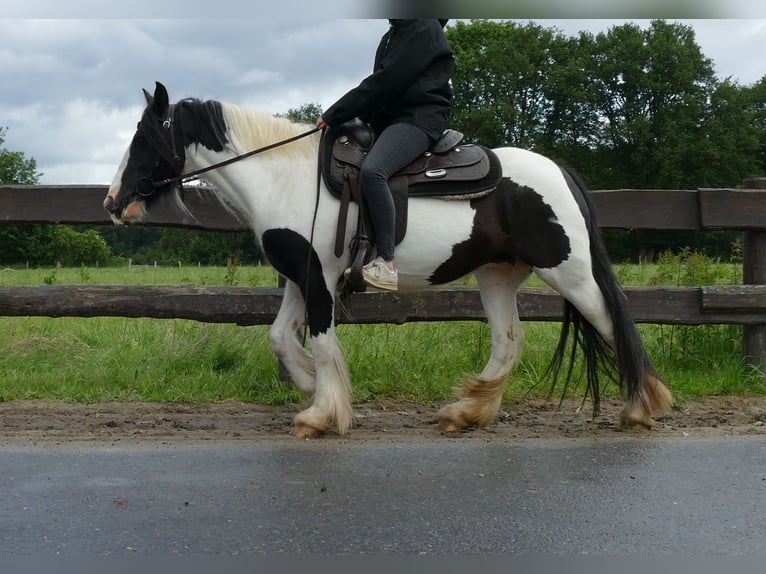 Cob Irlandese / Tinker / Gypsy Vanner Giumenta 7 Anni 136 cm Pezzato in Lathen