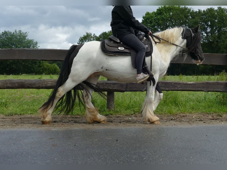 Cob Irlandese / Tinker / Gypsy Vanner Giumenta 7 Anni 136 cm Pezzato in Lathen