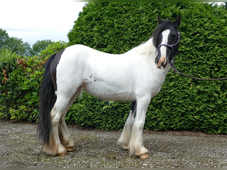 Cob Irlandese / Tinker / Gypsy Vanner Giumenta 7 Anni 136 cm Pezzato in Lathen