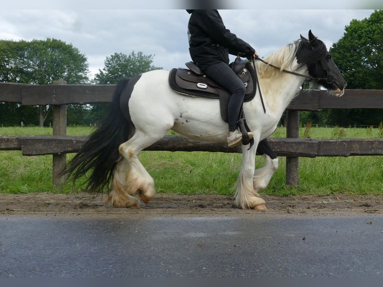 Cob Irlandese / Tinker / Gypsy Vanner Giumenta 7 Anni 136 cm Pezzato in Lathen