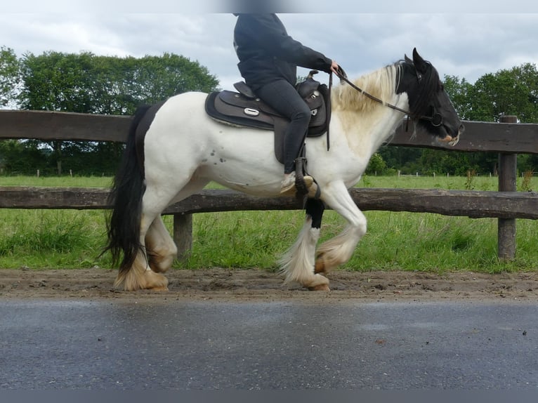 Cob Irlandese / Tinker / Gypsy Vanner Giumenta 7 Anni 136 cm Pezzato in Lathen