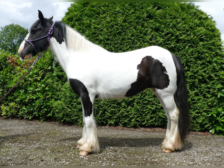 Cob Irlandese / Tinker / Gypsy Vanner Giumenta 7 Anni 136 cm Pezzato in Lathen