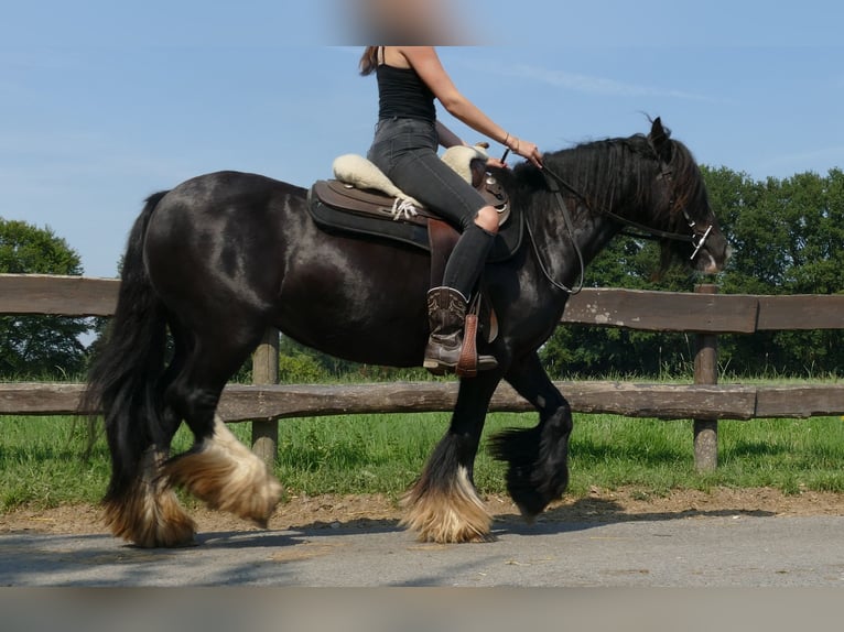 Cob Irlandese / Tinker / Gypsy Vanner Giumenta 7 Anni 138 cm Morello in Lathen