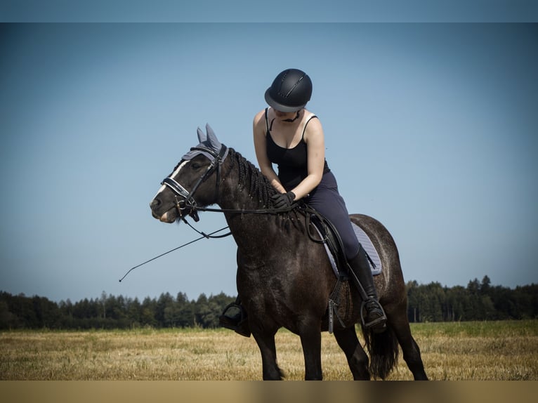 Cob Irlandese / Tinker / Gypsy Vanner Mix Giumenta 7 Anni 138 cm Morello in Oberhaching