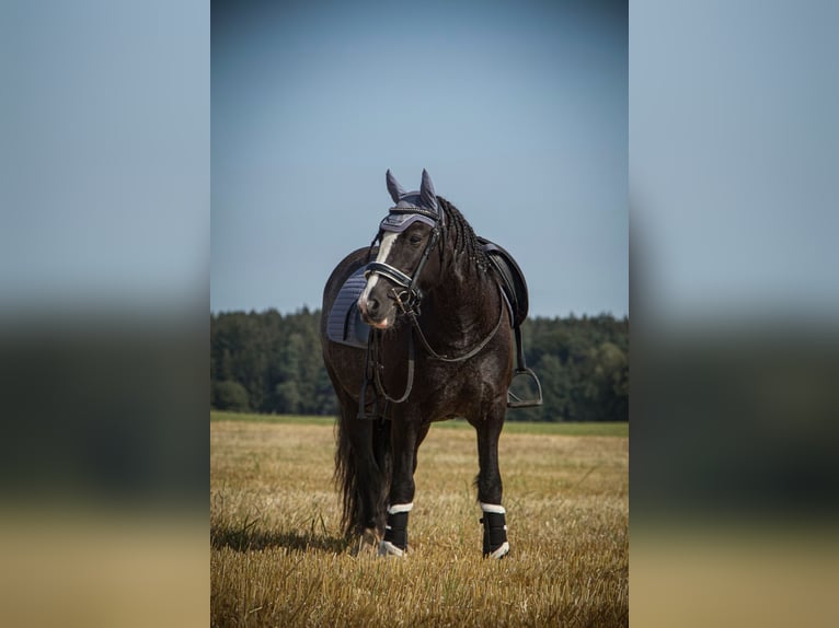 Cob Irlandese / Tinker / Gypsy Vanner Mix Giumenta 7 Anni 138 cm Morello in Oberhaching