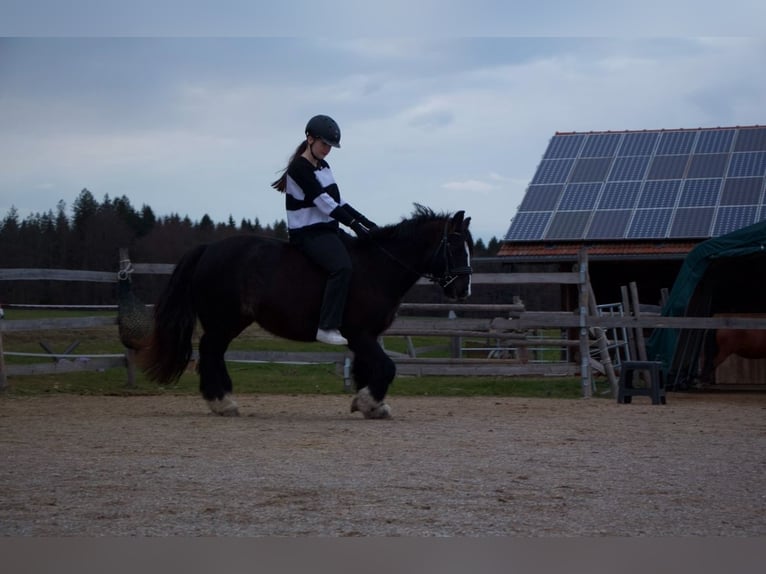 Cob Irlandese / Tinker / Gypsy Vanner Mix Giumenta 7 Anni 138 cm Morello in Oberhaching