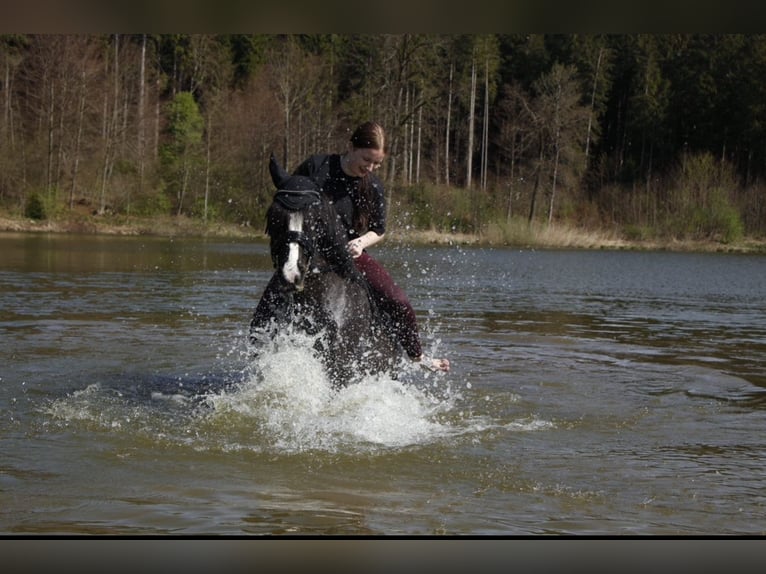 Cob Irlandese / Tinker / Gypsy Vanner Mix Giumenta 7 Anni 138 cm Morello in Oberhaching