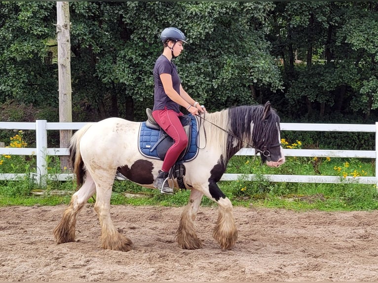 Cob Irlandese / Tinker / Gypsy Vanner Giumenta 7 Anni 140 cm Pezzato in Großalmerode