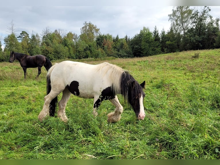 Cob Irlandese / Tinker / Gypsy Vanner Giumenta 7 Anni 140 cm Pezzato in Großalmerode