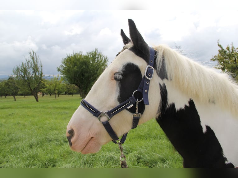 Cob Irlandese / Tinker / Gypsy Vanner Giumenta 7 Anni 140 cm Pezzato in St. Pantaleon