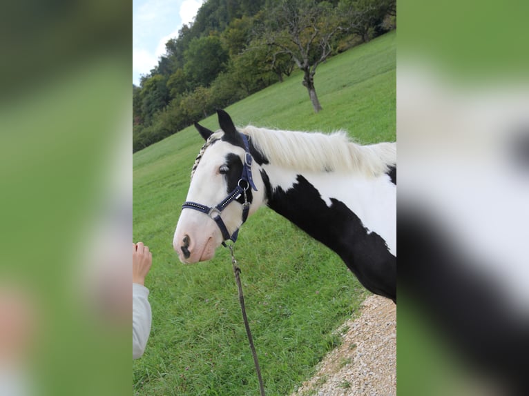 Cob Irlandese / Tinker / Gypsy Vanner Giumenta 7 Anni 140 cm Pezzato in St. Pantaleon