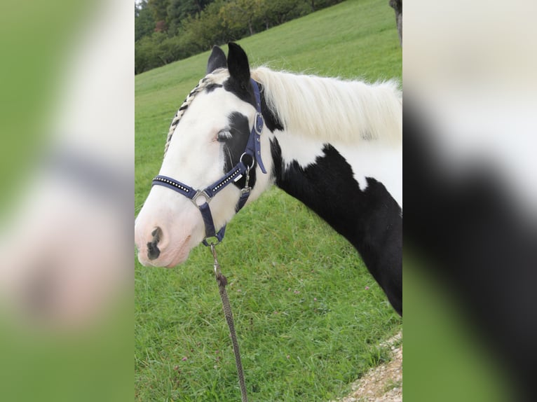 Cob Irlandese / Tinker / Gypsy Vanner Giumenta 7 Anni 140 cm Pezzato in St. Pantaleon