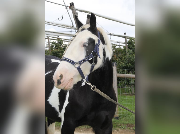 Cob Irlandese / Tinker / Gypsy Vanner Giumenta 7 Anni 140 cm Pezzato in St. Pantaleon