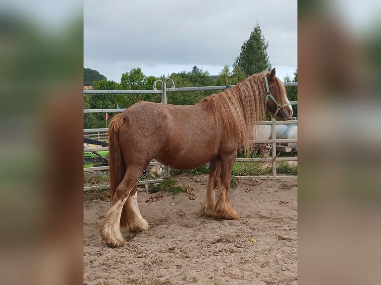 Cob Irlandese / Tinker / Gypsy Vanner Giumenta 7 Anni 141 cm Sauro in Klecza   Wlen