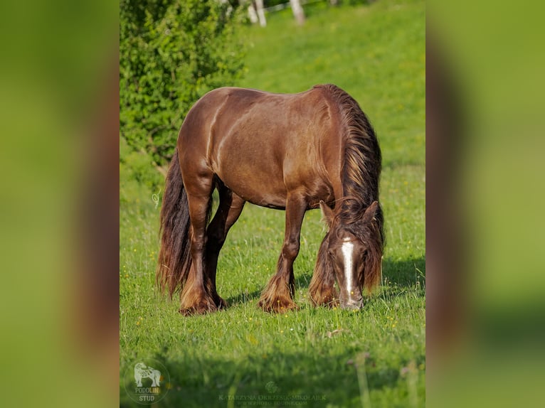 Cob Irlandese / Tinker / Gypsy Vanner Giumenta 7 Anni 142 cm Baio in Pieszyce