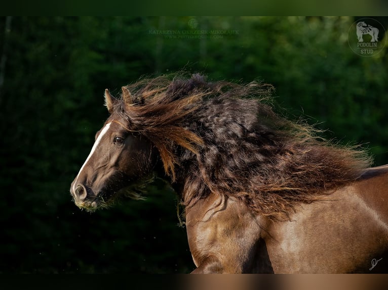 Cob Irlandese / Tinker / Gypsy Vanner Giumenta 7 Anni 142 cm Baio in Pieszyce