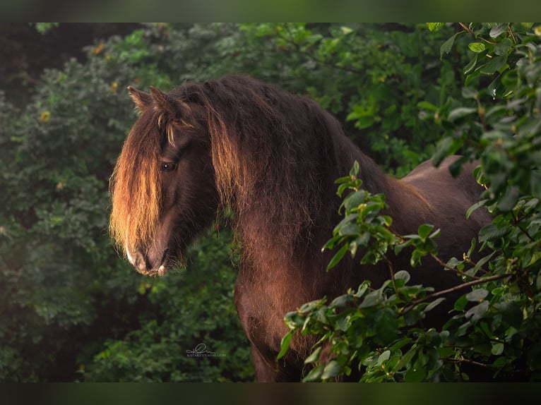 Cob Irlandese / Tinker / Gypsy Vanner Giumenta 7 Anni 142 cm Baio in Pieszyce