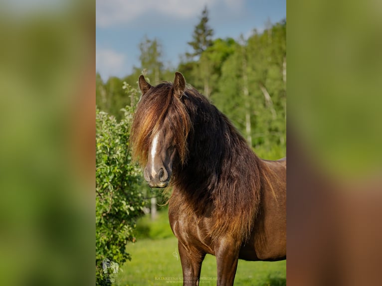 Cob Irlandese / Tinker / Gypsy Vanner Giumenta 7 Anni 142 cm Baio in Pieszyce