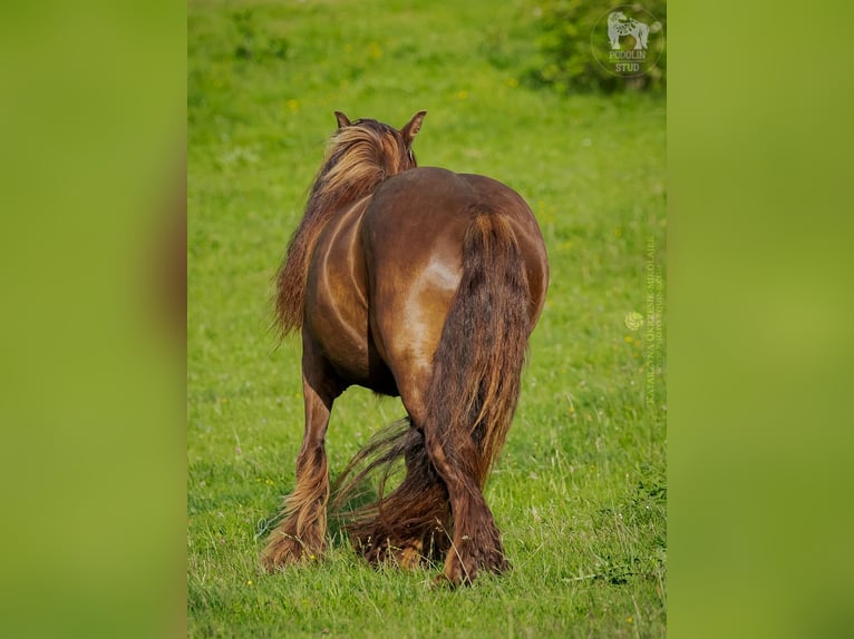 Cob Irlandese / Tinker / Gypsy Vanner Giumenta 7 Anni 142 cm Baio in Pieszyce