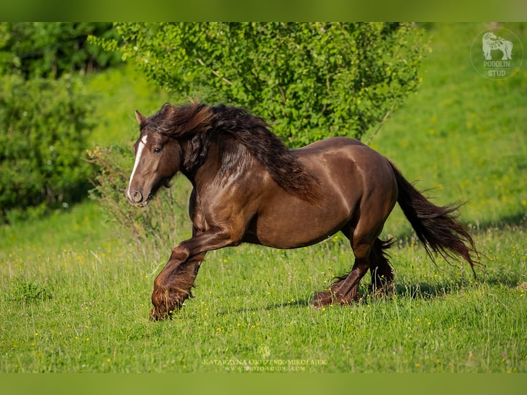 Cob Irlandese / Tinker / Gypsy Vanner Giumenta 7 Anni 142 cm Baio in Pieszyce