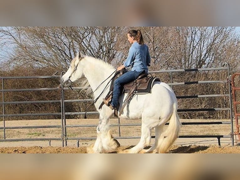 Cob Irlandese / Tinker / Gypsy Vanner Giumenta 7 Anni 152 cm Grigio in Houston