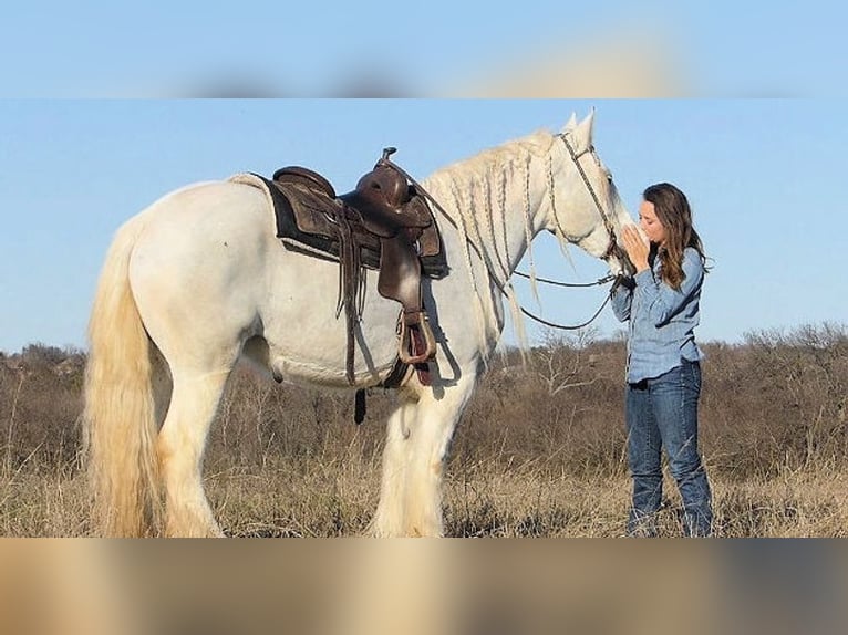 Cob Irlandese / Tinker / Gypsy Vanner Giumenta 7 Anni 152 cm Grigio in Houston