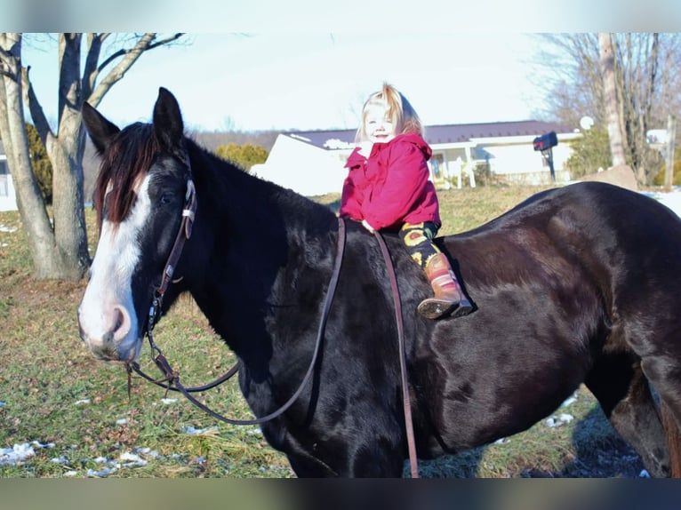 Cob Irlandese / Tinker / Gypsy Vanner Mix Giumenta 7 Anni 152 cm Morello in Austin