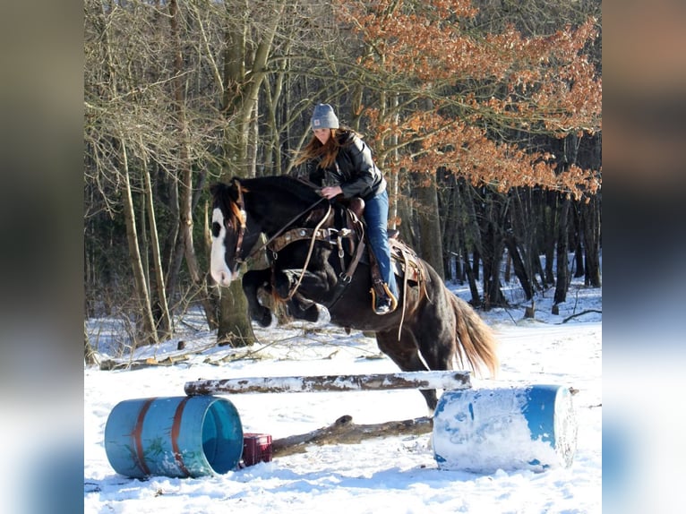 Cob Irlandese / Tinker / Gypsy Vanner Mix Giumenta 7 Anni 152 cm Morello in Austin