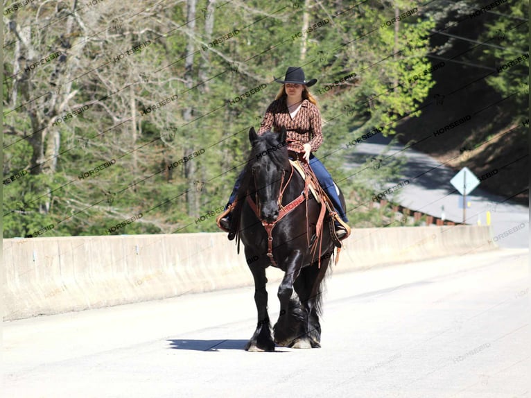 Cob Irlandese / Tinker / Gypsy Vanner Mix Giumenta 7 Anni 152 cm Morello in Shippenville