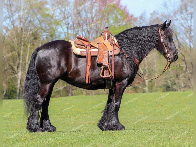 Cob Irlandese / Tinker / Gypsy Vanner Mix Giumenta 7 Anni 152 cm Morello in Shippenville