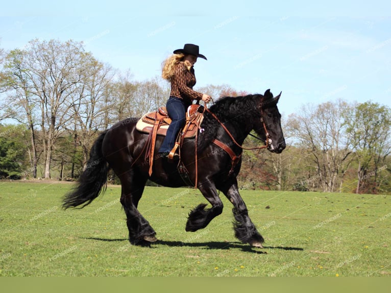 Cob Irlandese / Tinker / Gypsy Vanner Mix Giumenta 7 Anni 152 cm Morello in Shippenville