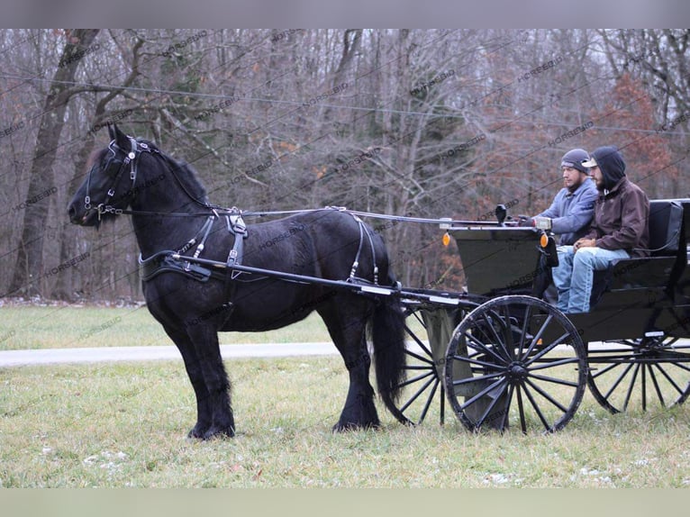 Cob Irlandese / Tinker / Gypsy Vanner Mix Giumenta 7 Anni 152 cm Morello in Shippenville