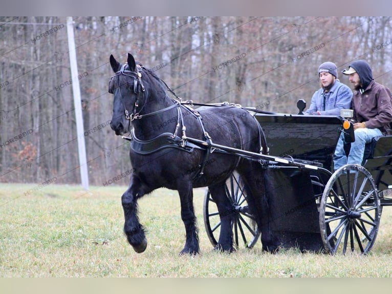 Cob Irlandese / Tinker / Gypsy Vanner Mix Giumenta 7 Anni 152 cm Morello in Shippenville