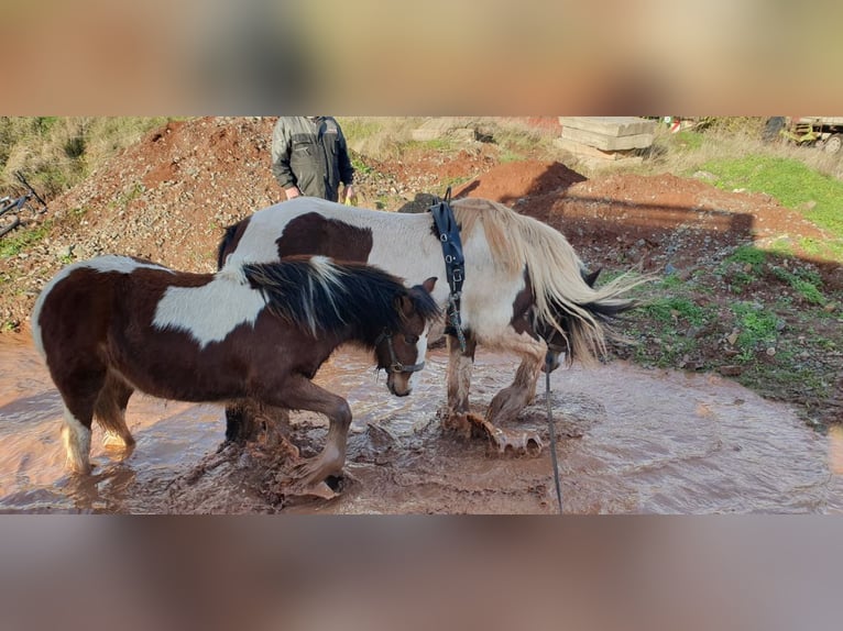 Cob Irlandese / Tinker / Gypsy Vanner Giumenta 7 Anni 154 cm Pezzato in Nordhausen