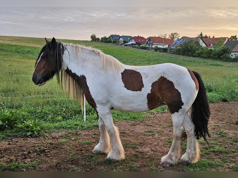 Cob Irlandese / Tinker / Gypsy Vanner Giumenta 7 Anni 154 cm Pezzato in Nordhausen