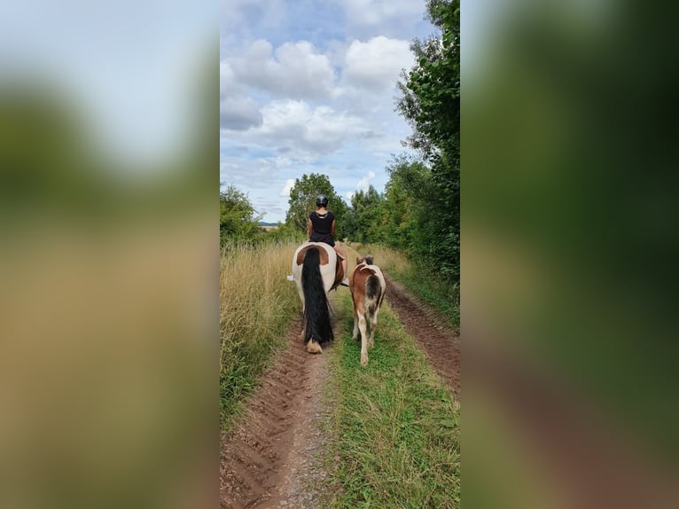 Cob Irlandese / Tinker / Gypsy Vanner Giumenta 7 Anni 154 cm Pezzato in Nordhausen