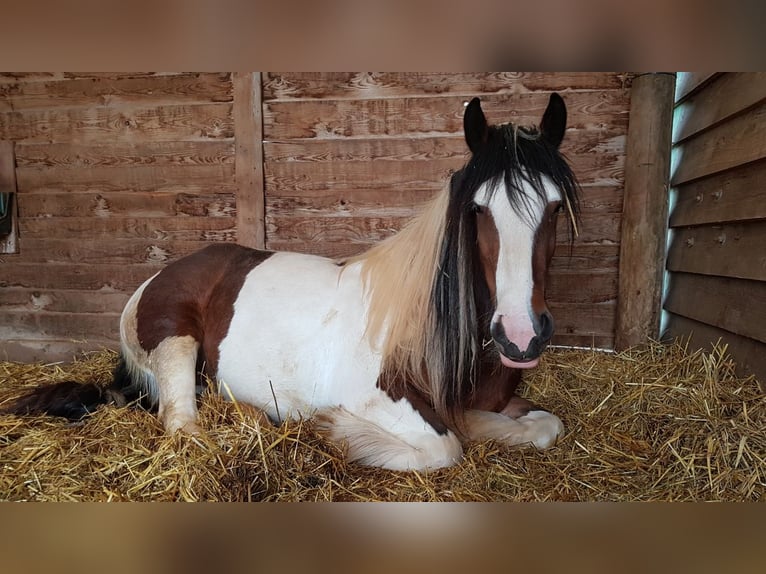 Cob Irlandese / Tinker / Gypsy Vanner Giumenta 7 Anni 154 cm Pezzato in Nordhausen