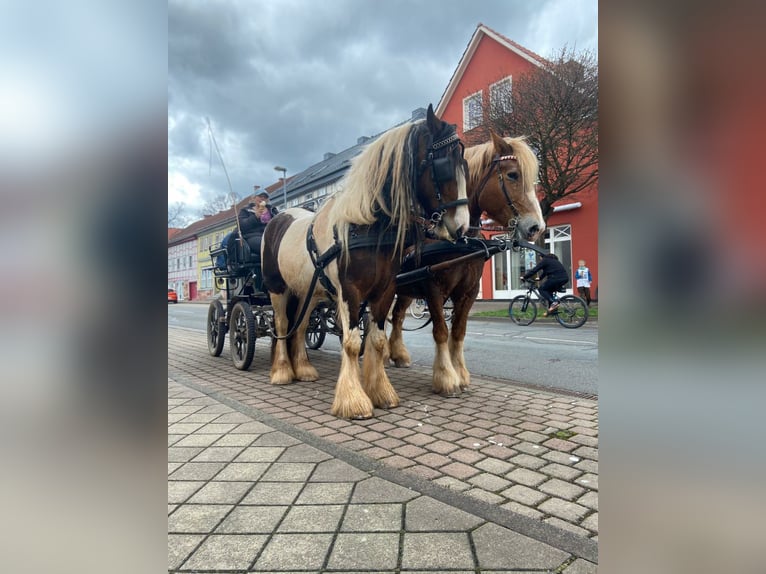 Cob Irlandese / Tinker / Gypsy Vanner Giumenta 7 Anni 154 cm Pezzato in Nordhausen