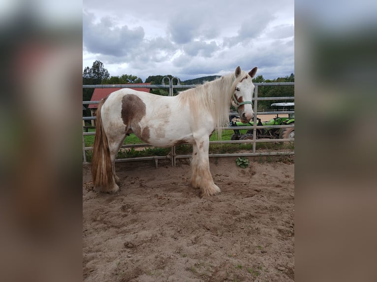 Cob Irlandese / Tinker / Gypsy Vanner Giumenta 7 Anni 155 cm Sauro in Klecza Wlen