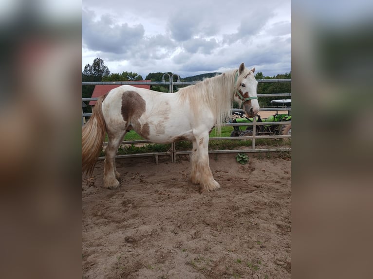 Cob Irlandese / Tinker / Gypsy Vanner Giumenta 7 Anni 155 cm Sauro in Klecza Wlen