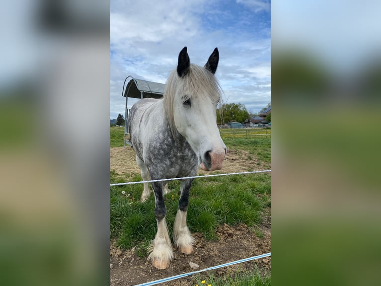 Cob Irlandese / Tinker / Gypsy Vanner Giumenta 7 Anni 160 cm Grigio in Schwangau