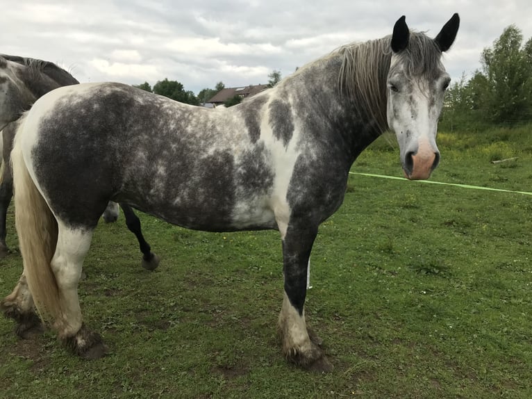 Cob Irlandese / Tinker / Gypsy Vanner Giumenta 7 Anni 160 cm Grigio in Schwangau