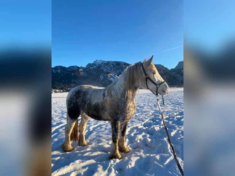 Cob Irlandese / Tinker / Gypsy Vanner Giumenta 7 Anni 160 cm Grigio in Schwangau