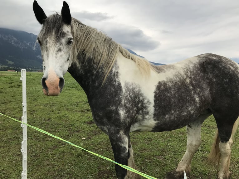 Cob Irlandese / Tinker / Gypsy Vanner Giumenta 7 Anni 160 cm Grigio in Schwangau