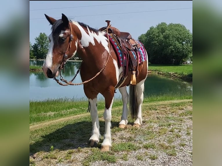 Cob Irlandese / Tinker / Gypsy Vanner Mix Giumenta 7 Anni in Robards, KY
