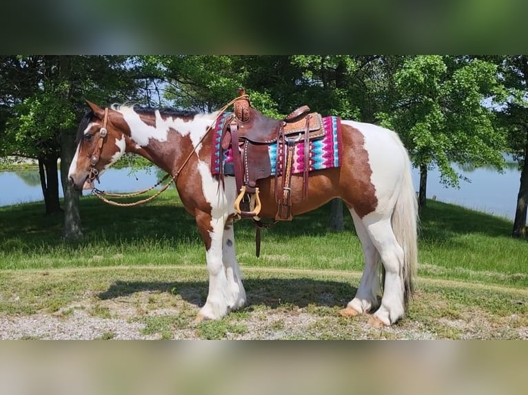 Cob Irlandese / Tinker / Gypsy Vanner Mix Giumenta 7 Anni in Robards, KY
